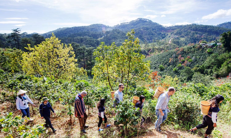 Du khách nước ngoài trải nghiệm thu hoạch cà phê cùng với đồng bào dân tộc thiểu số địa phương.